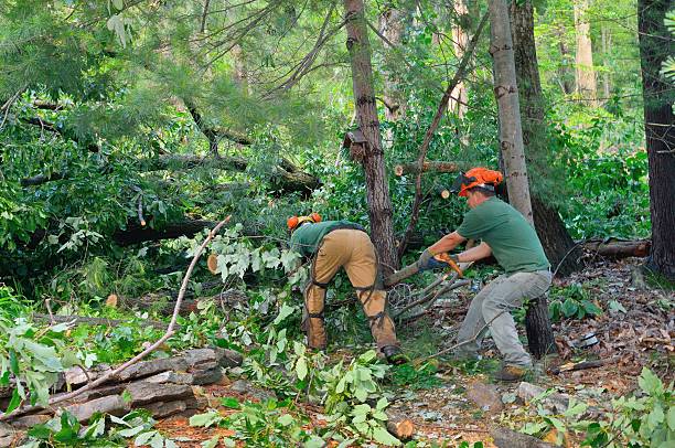 Best Emergency Storm Tree Removal  in West Frankfort, IL